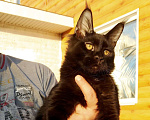 Кошки в Сертолово: продам котят, 25 000 руб. - фото 4