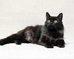 Кошки в Ливны: Черная пушистая кошка 1 год, Бесплатно - фото 1