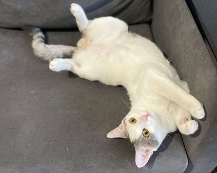 Елисей ищет дом