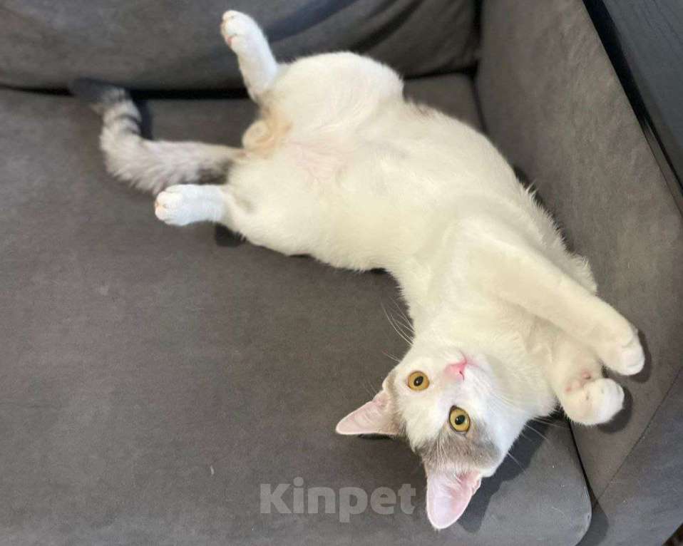 Кошки в Москве: Елисей ищет дом Мальчик, Бесплатно - фото 1