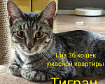 Кошки в Москве: Тигран- камышовый кот Мальчик, Бесплатно - фото 3