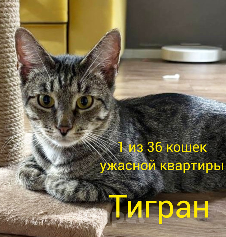 Кошки в Москве: Тигран- камышовый кот Мальчик, Бесплатно - фото 3