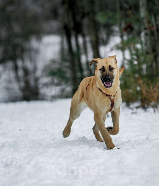 Собаки в других городах Пермского края: Умница и красавица Астрид в ответственные руки Девочка, Бесплатно - фото 5