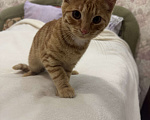 Кошки в Москве: Котенок 4 месяца Мальчик, Бесплатно - фото 4