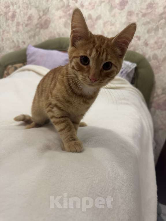 Кошки в Москве: Котенок 4 месяца Мальчик, Бесплатно - фото 4