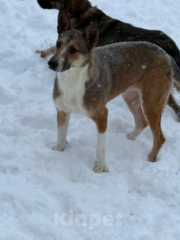 Собаки в других городах Владимирской области: Красивая и добрая собака в добрые руки бесплатно Девочка, Бесплатно - фото 5