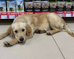 Собаки в Нижнем Новгороде: Золотистый ретривер щенок  Мальчик, 50 000 руб. - фото 1