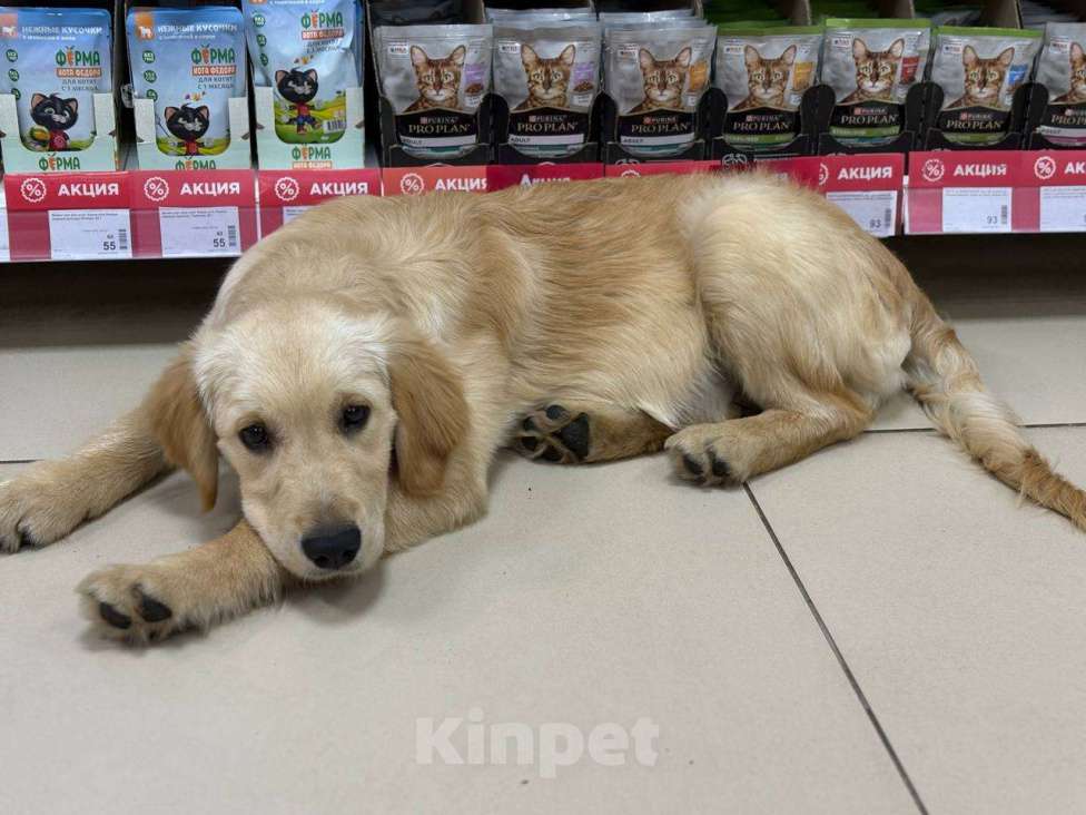 Собаки в Нижнем Новгороде: Золотистый ретривер щенок  Мальчик, 50 000 руб. - фото 1