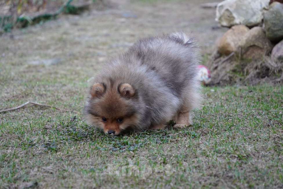 Собаки в Москве: Шпиц Мальчик, 25 000 руб. - фото 4