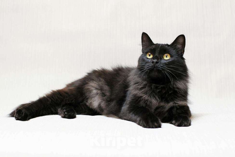Кошки в Ливны: Черная пушистая кошка 1 год, Бесплатно - фото 1
