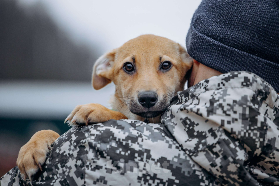Собаки в Москве: Рыжий мальчишка в поисках дома Мальчик, Бесплатно - фото 1