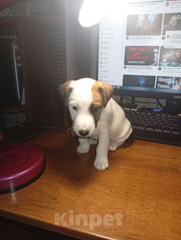 Собаки в Сураже: Продам щенков фокстерьера Девочка, 7 000 руб. - фото 2