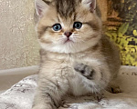 Кошки в Астрахани: Риддик, кот Мальчик, Бесплатно - фото 6