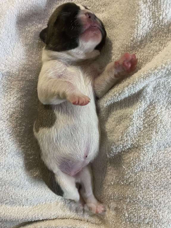 Собаки в Костроме: Щенок французского бульдога  Девочка, 35 000 руб. - фото 9