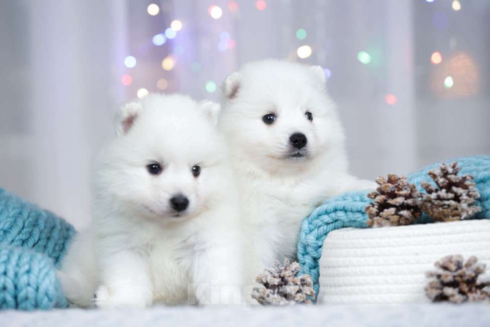 Собаки в Москве: Японский шпиц щенки РКФ  Девочка, 50 000 руб. - фото 4