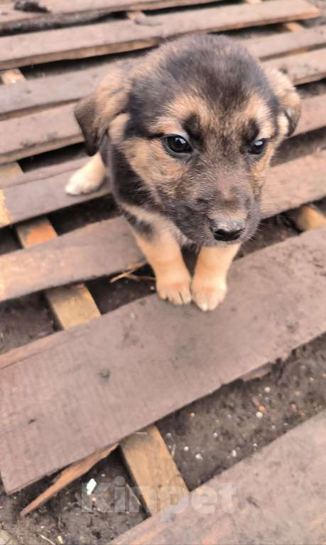 Собаки в Азове: Щенок в добрые руки бесплатно. Девочка, Бесплатно - фото 1