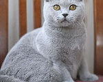 Кошки в Москве: Британский голубой котик, очень ласковый. Мальчик, 60 000 руб. - фото 2