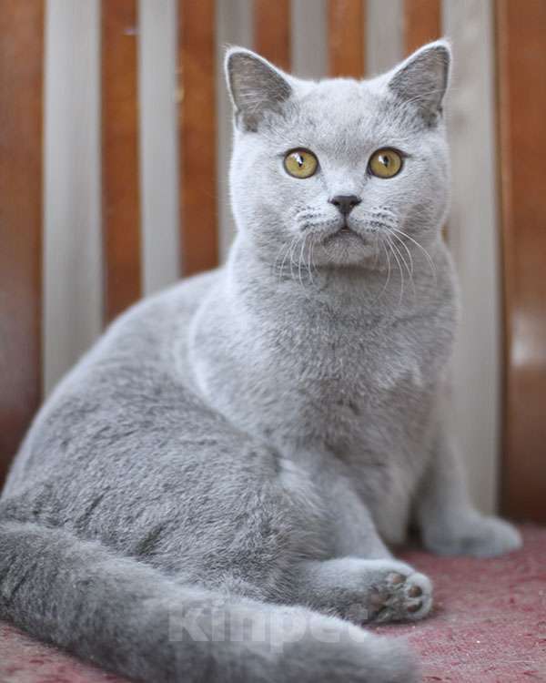 Кошки в Москве: Британский голубой котик, очень ласковый. Мальчик, 60 000 руб. - фото 2