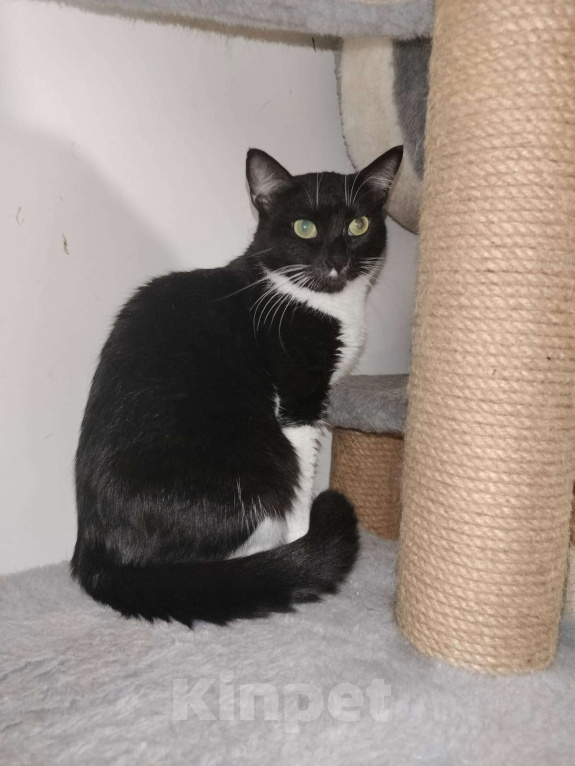 Кошки в Москве: Мася Девочка, Бесплатно - фото 4