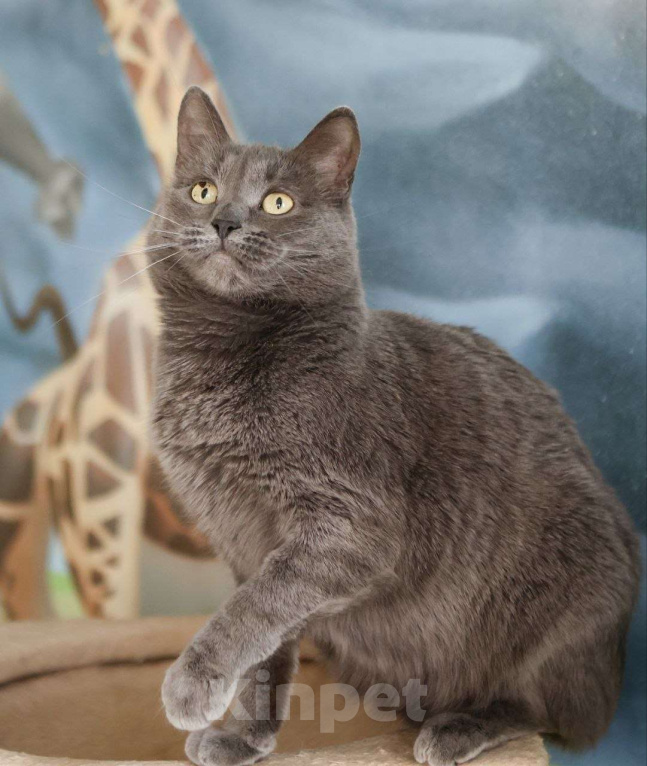 Кошки в Москве: Дымка - кошечка с изюминкой Девочка, Бесплатно - фото 1