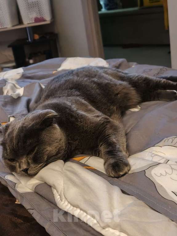 Кошки в Ярославле: Отдам кота в добрые руки Мальчик, Бесплатно - фото 2