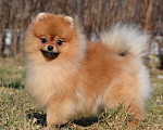 Собаки в Санкт-Петербурге: Мальчик померанского шпица Мальчик, Бесплатно - фото 3