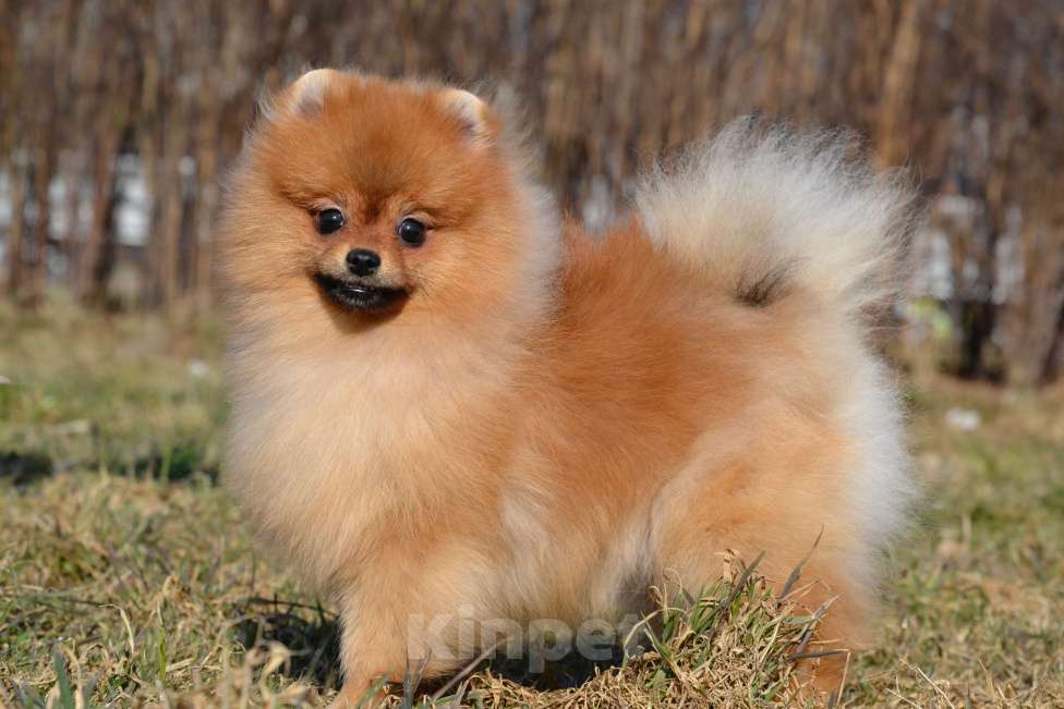 Собаки в Санкт-Петербурге: Мальчик померанского шпица Мальчик, Бесплатно - фото 3