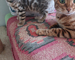 Кошки в Всеволожске: Бенгальский котенок (котик) Девочка, Бесплатно - фото 1