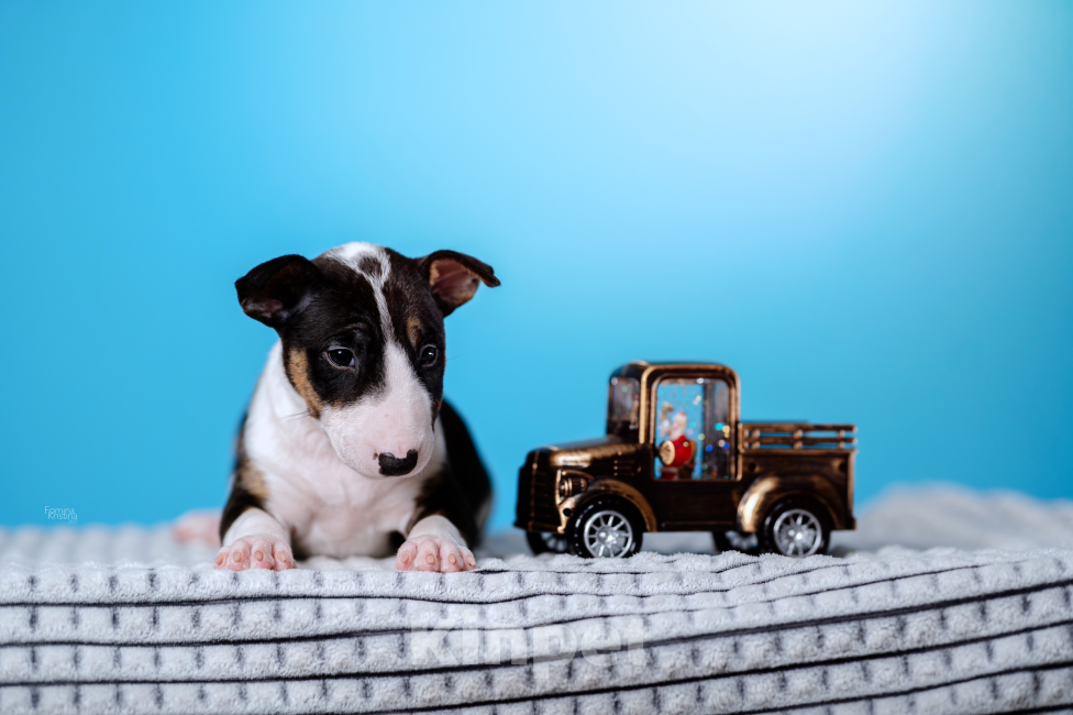 Собаки в Москве: Миниатюрный бультерьер Девочка, 100 000 руб. - фото 3