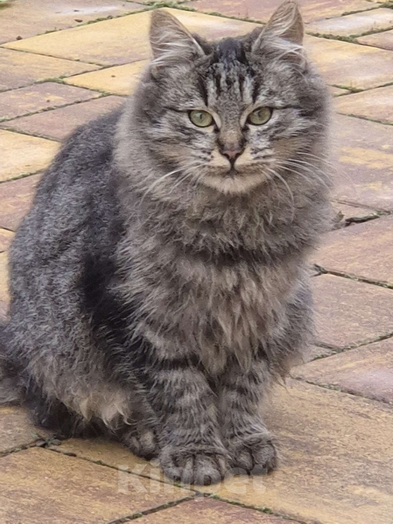 Кошки в других городах Московской области: Балу Мальчик, Бесплатно - фото 2