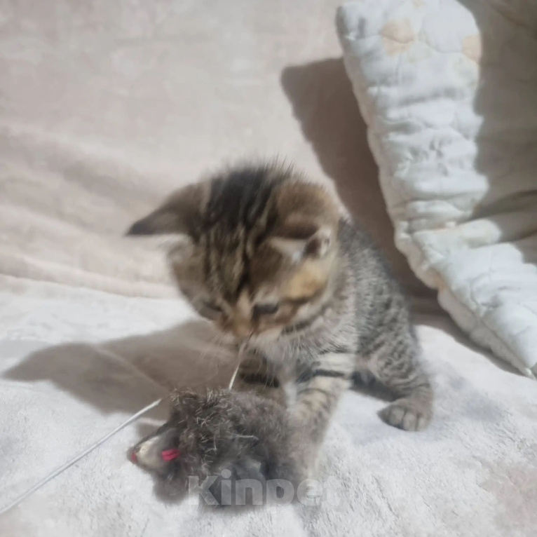 Кошки в Пушкино: Девочка, кошечка! Девочка, 10 000 руб. - фото 3