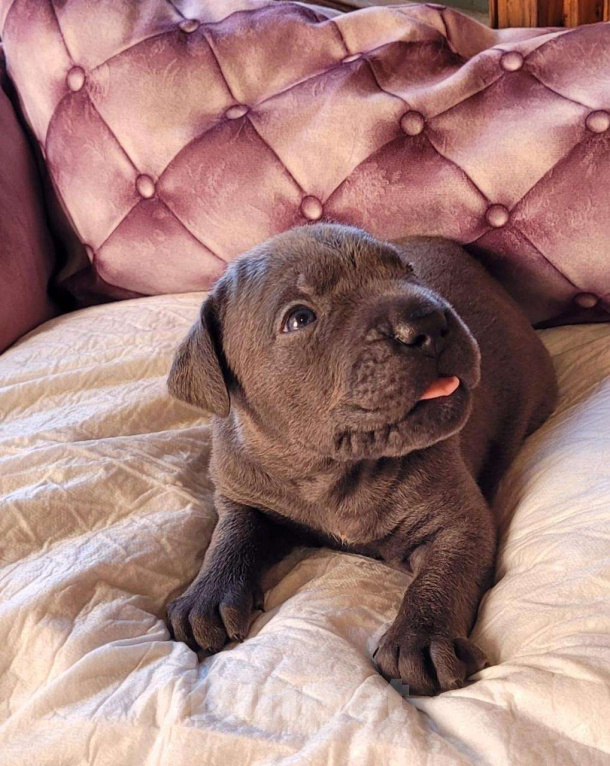 Собаки в Севастополе: Продажа щенков кане корсо Девочка, 70 000 руб. - фото 3