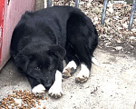 Собаки в Краснодаре: Собачка ласковая Девочка, Бесплатно - фото 2