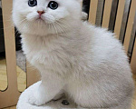 Кошки в Калуге: Серебристая шиншилла  Девочка, 70 000 руб. - фото 5