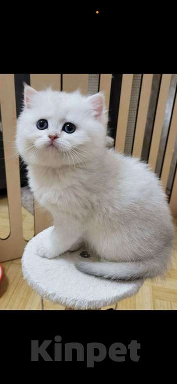 Кошки в Калуге: Серебристая шиншилла  Девочка, 70 000 руб. - фото 5