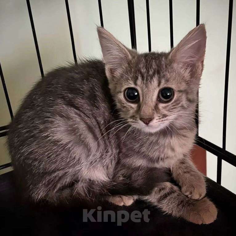 Кошки в Москве: Маленькая Джейн боится одиночества в клеточке Девочка, Бесплатно - фото 3