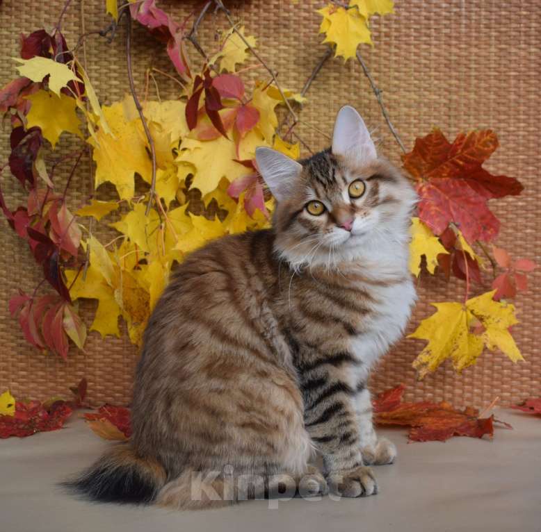 Кошки в Егорьевске: Курильский бобтейл Мальчик, 40 000 руб. - фото 7