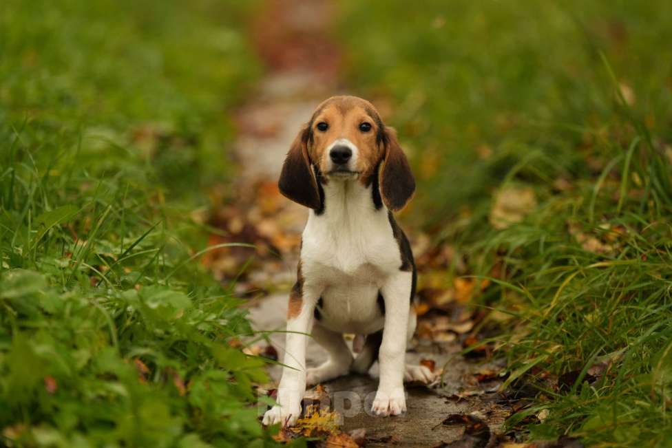 Собаки в других городах Московской области: Щенки Эстонцы РКФ Мальчик, 25 000 руб. - фото 4