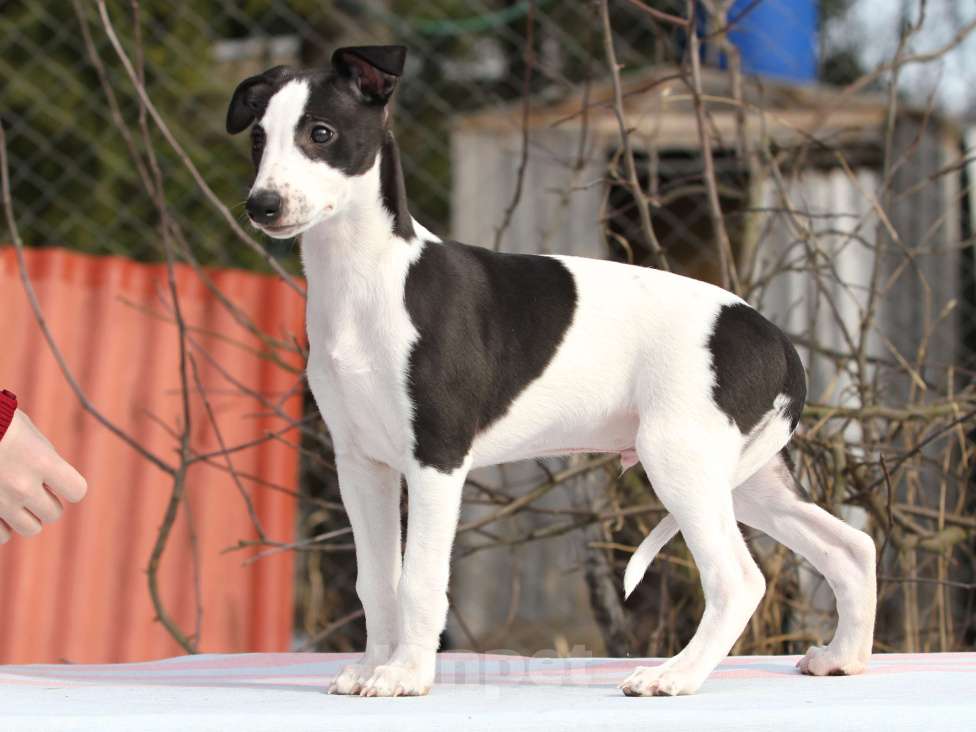 Собаки в Москве: Щенки уиппета Разнополые, Бесплатно - фото 7