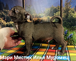 Собаки в Санкт-Петербурге: Илья короткошерстный чихуахуа шоколадного окраса Мальчик, 80 000 руб. - фото 4