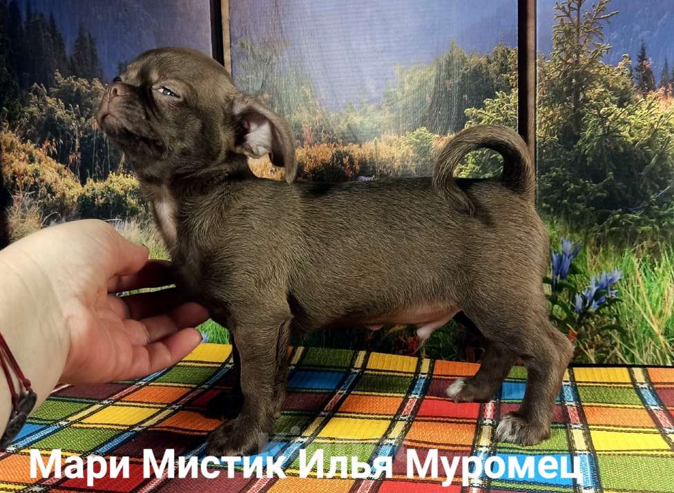 Собаки в Санкт-Петербурге: Илья короткошерстный чихуахуа шоколадного окраса Мальчик, 80 000 руб. - фото 4