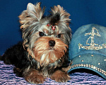 Собаки в Москве: Мальчик Йорк от чемпионов. Мальчик, 70 000 руб. - фото 4