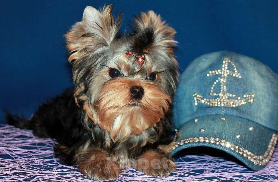 Собаки в Москве: Мальчик Йорк от чемпионов. Мальчик, 70 000 руб. - фото 4
