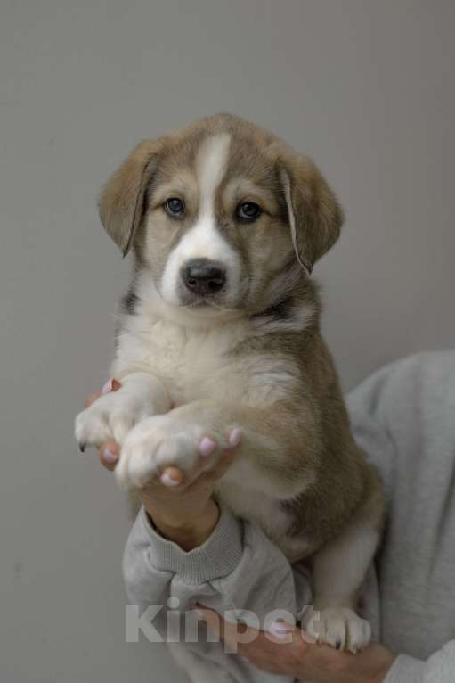 Собаки в Красногорске: Щенок мальчик Мальчик, Бесплатно - фото 1