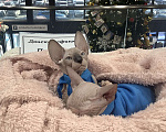 Кошки в Владивостоке: Продам котёнка Донского сфинкса. Мальчик, 35 000 руб. - фото 4