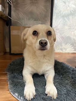 Потерялся пёс молочного цвета