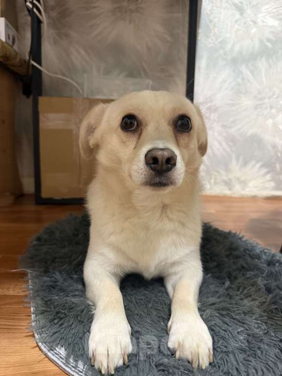 Собаки в Краснодаре: Потерялся пёс молочного цвета Мальчик, Бесплатно - фото 1