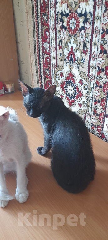 Кошки в Оренбурге: Продажа котёнка Девочка, 4 000 руб. - фото 2