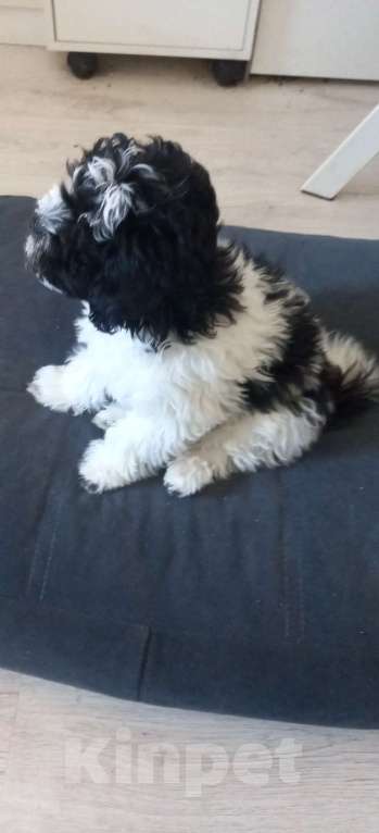 Собаки в Наро-Фоминске: Мальтипу Мальчик, 30 000 руб. - фото 4