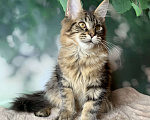 Кошки в Санкт-Петербурге: Котёнок мейн кун. Кошечка чёрного мраморного окраса. Девочка, 20 000 руб. - фото 2